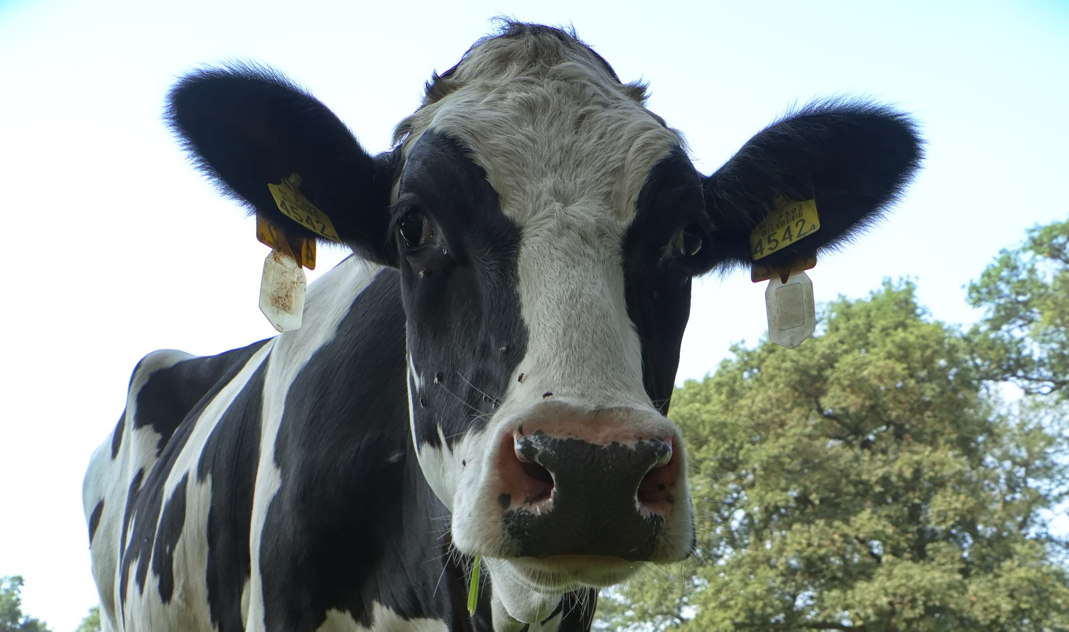 Quand consulter pour son animal de ferme ?